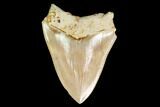 Serrated, Fossil Megalodon Tooth - West Java, Indonesia #161693-1